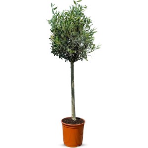 Olivenbaum (Olea Europaea), 130 cm hoch, im Topf. Winterharter Obstbaum für sonnige Standorte.