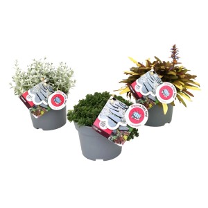 Steinblumen-Mix La Vista im Topf, verschiedene Sorten für den Steingarten.