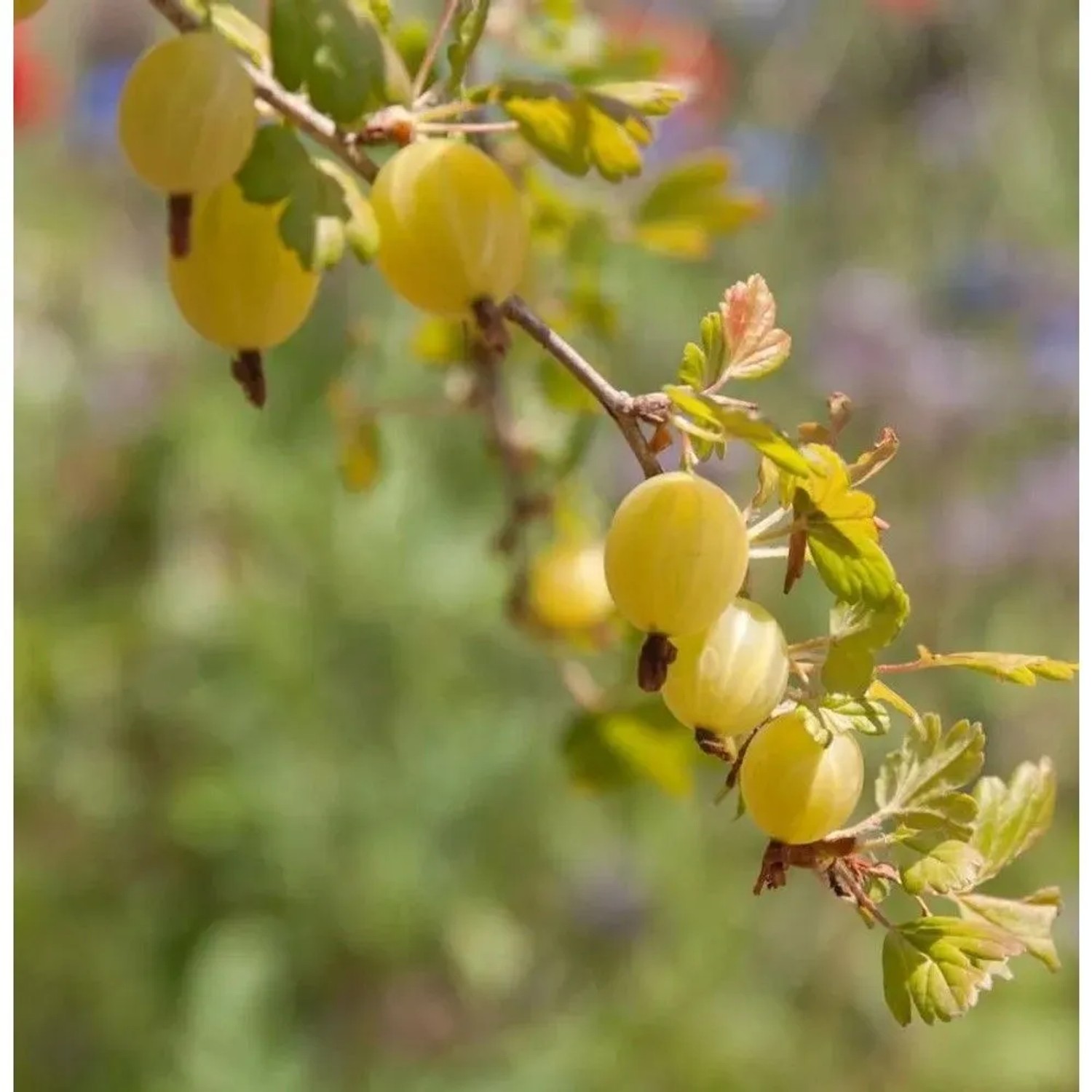Hochstamm Stachelbeere Mucurines 80-100cm - Ribes uva-crispa
