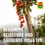 Tomatenpflanze mit COMPO Blattlaus-frei behandelt, gegen saugende Insekten.