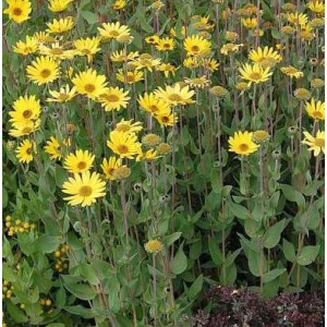Gelbe Stauden Sonnenblumen (Helianthus atrorubens) im Gartenbeet.