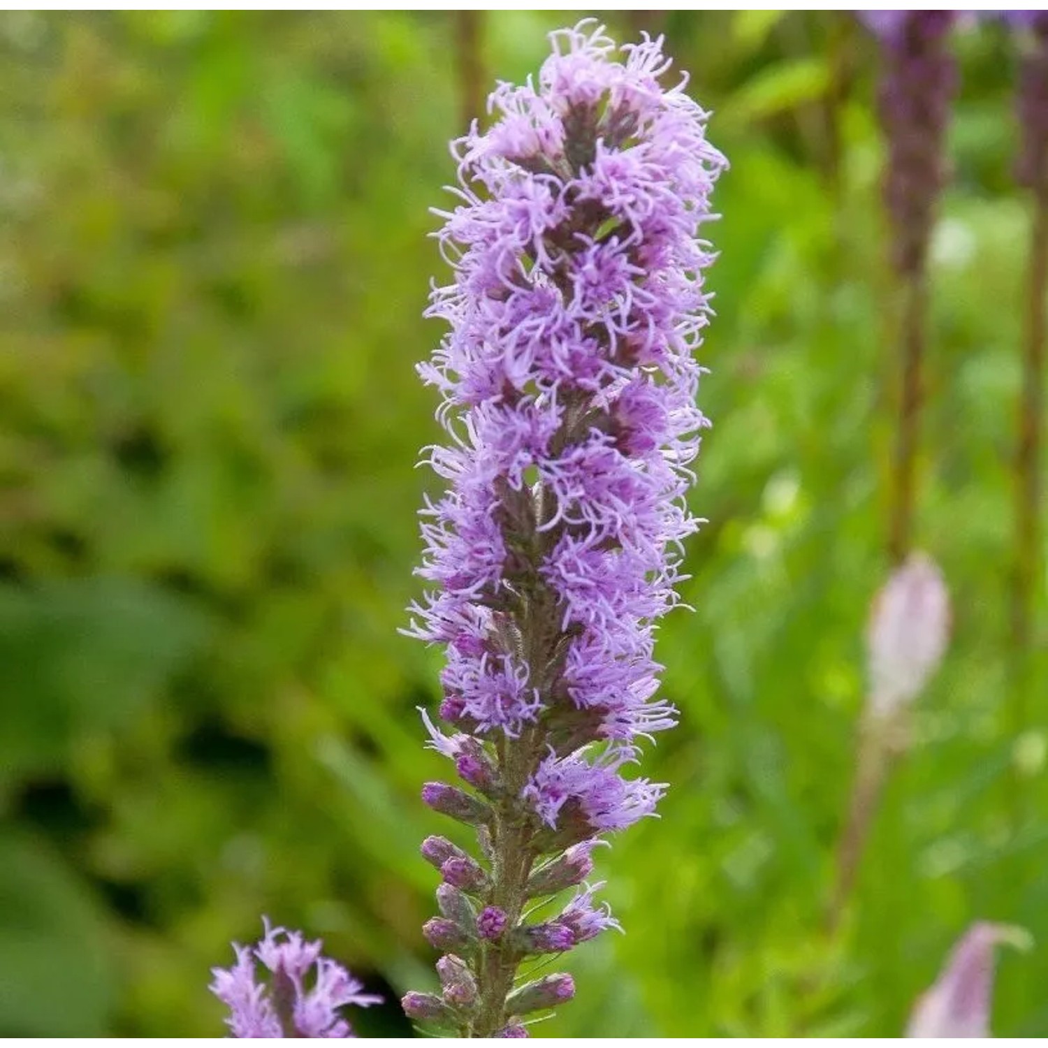 Herbst-Prachtscharte - Liatris punctata