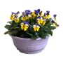 Hornveilchen im Topf mit gelb-lila Blüten, ca. 25 cm hoch, ideal für Balkon und Terrasse.