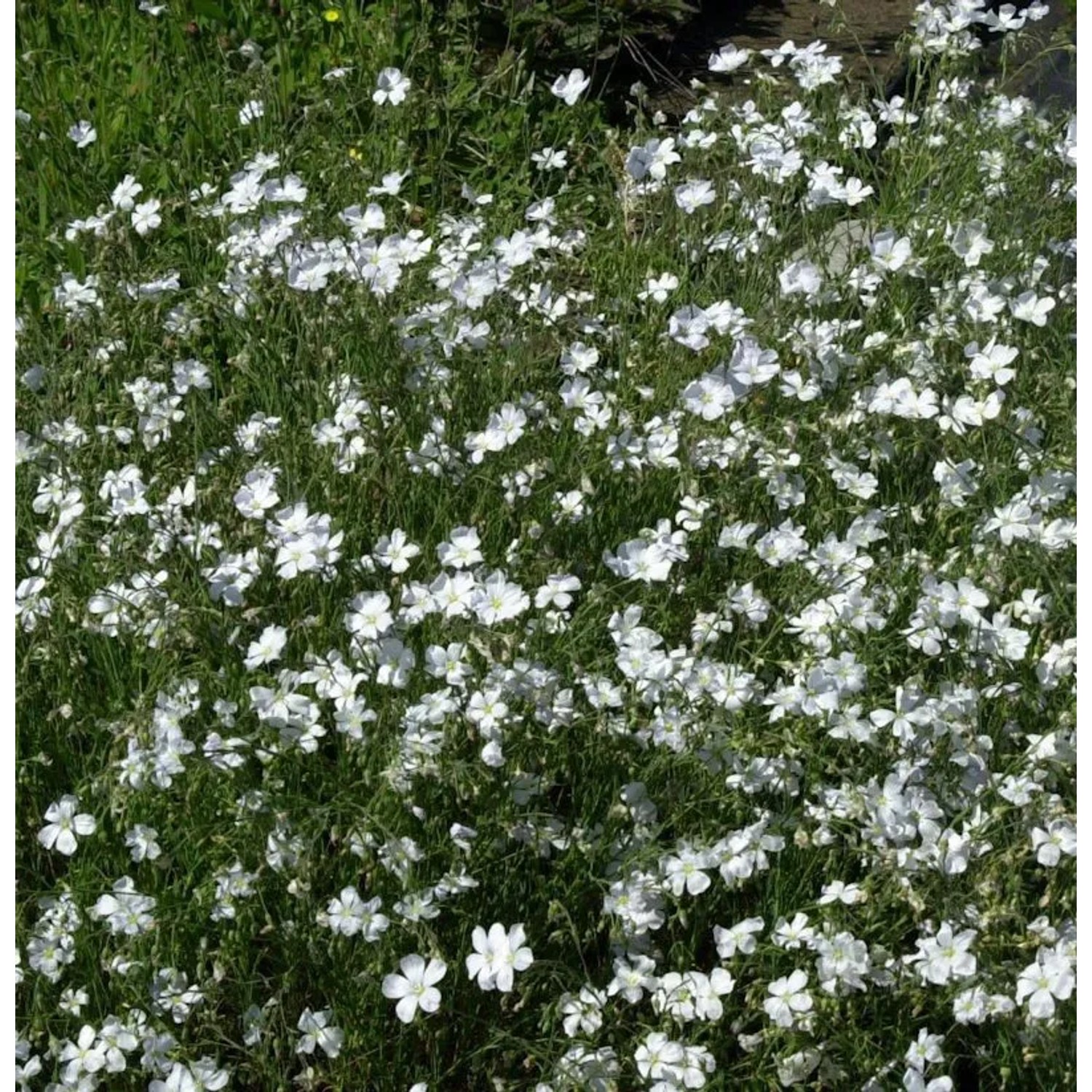 Lein Album Diamant - Linum perenne