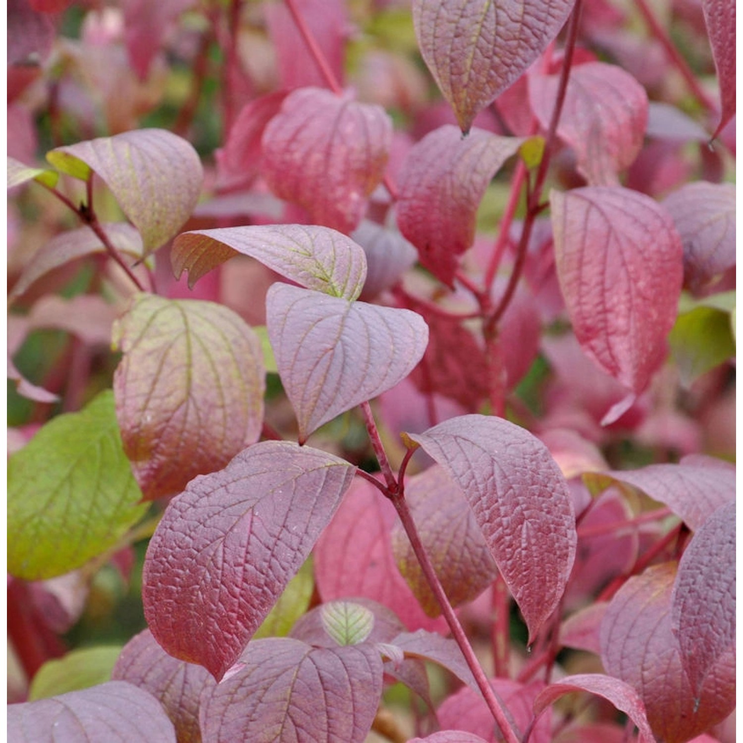 Sibirischer Hartriegel Siberian Pearls 40-60cm - Cornus alba günstig online kaufen