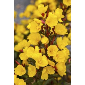 Blühende Gemeine Nachtkerze (Oenothera biennis) im Topf, leuchtend gelbe Blüten.