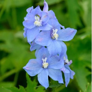 Hoher Rittersporn Werratal - Delphinium elatum