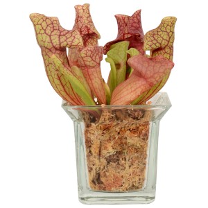 Schlauchpflanze Mix im Glas-Gefäß, Topf-Ø ca. 8 cm, fleischfressende Pflanze.