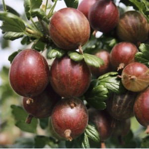 Nahaufnahme: Reife, rote Stachelbeeren der Sorte Ribes Uva-Crispa Captivator am Strauch.