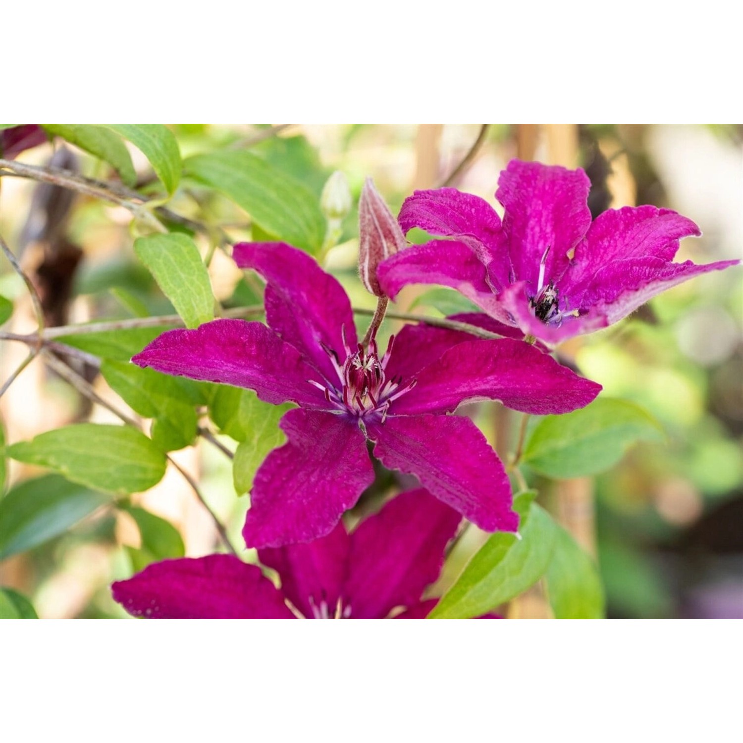 Nahaufnahme der dunkelroten Clematis Hybride 'Rüütel' Waldrebe mit grünen Blättern.