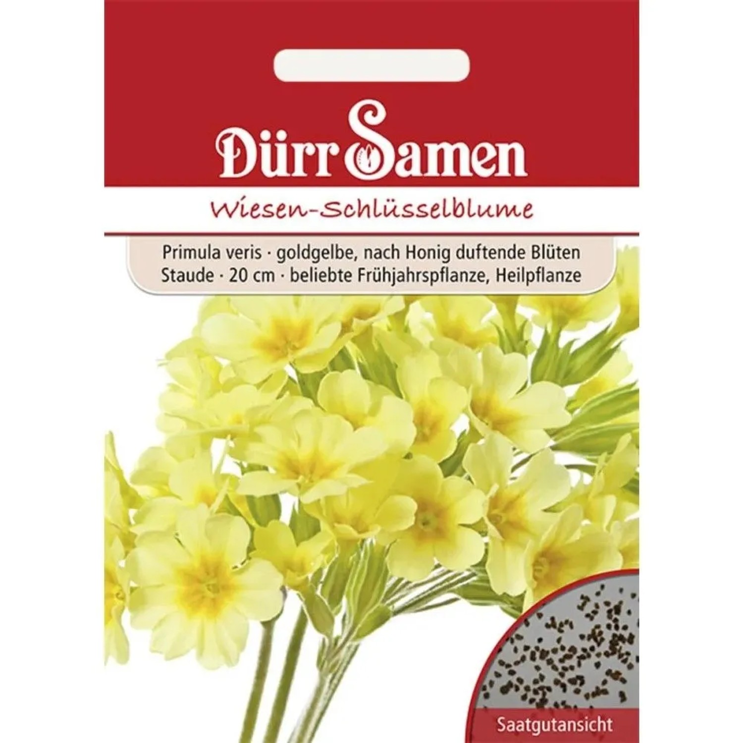 Dürr Samen Wiesen-Schlüsselblume Goldgelbe Nach Honig Duftende Blüten Mehrjährig Saatgut