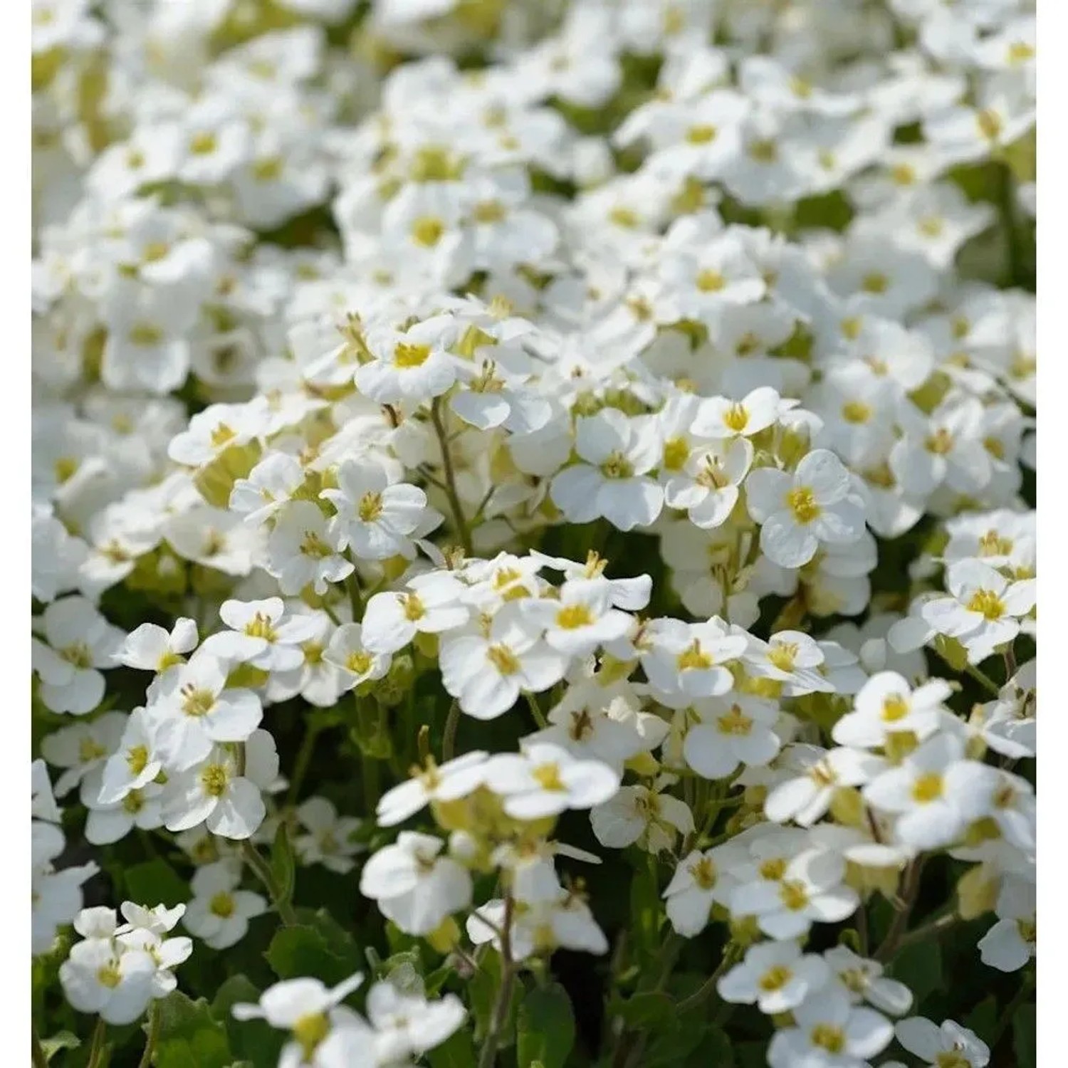 Gänsekresse Schneehaube - Arabis caucasica
