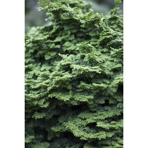 Nahaufnahme der grünen Hinoki-Scheinzypresse 'Kosteri' (40 cm Stammhöhe).