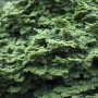 Nahaufnahme der grünen Hinoki-Scheinzypresse 'Kosteri' (40 cm Stammhöhe).