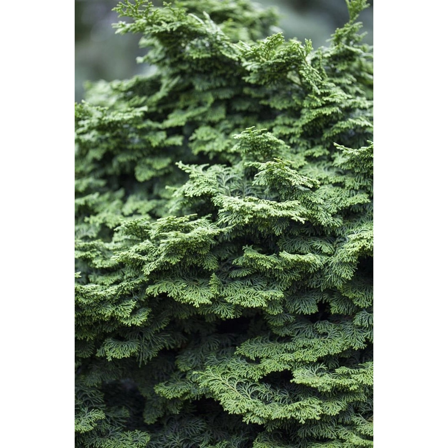 Chamaecyparis Obtusa Kosteri Hinoki-Scheinzypresse 40 cm Stammhöhe günstig online kaufen