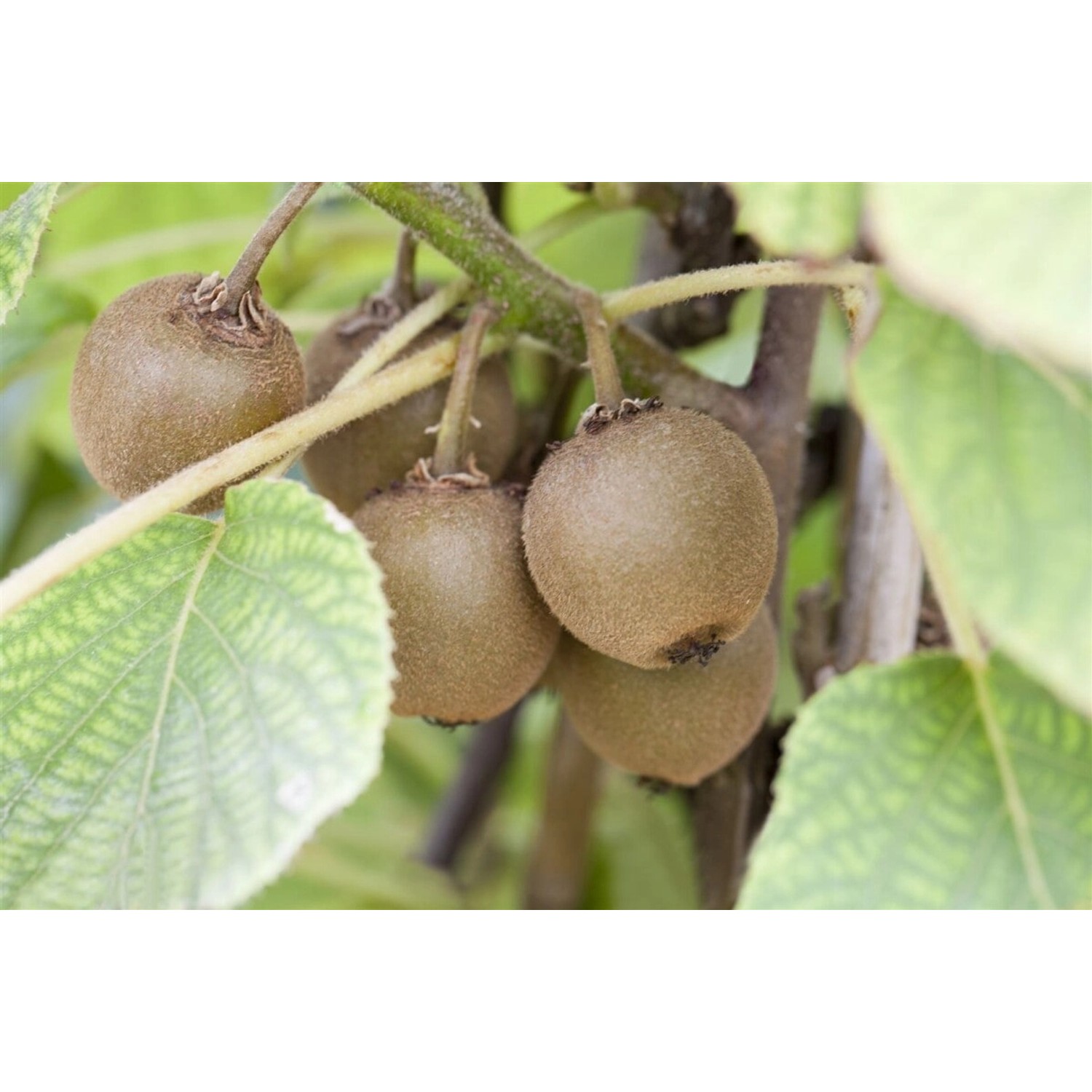 Actinidia Chinensis Boskoop Kiwi 60–100 Cm günstig online kaufen