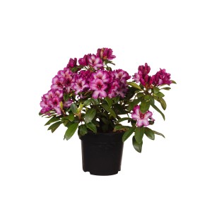 Rhododendron Hans Hachmann mit dunkelroten Blüten im Topf.