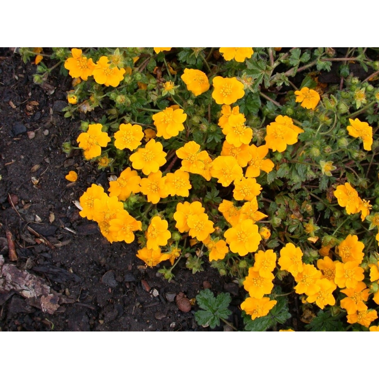 Potentilla Crantzii Goldrausch Fingerkraut Ca. 9x9 cm Topf günstig online kaufen