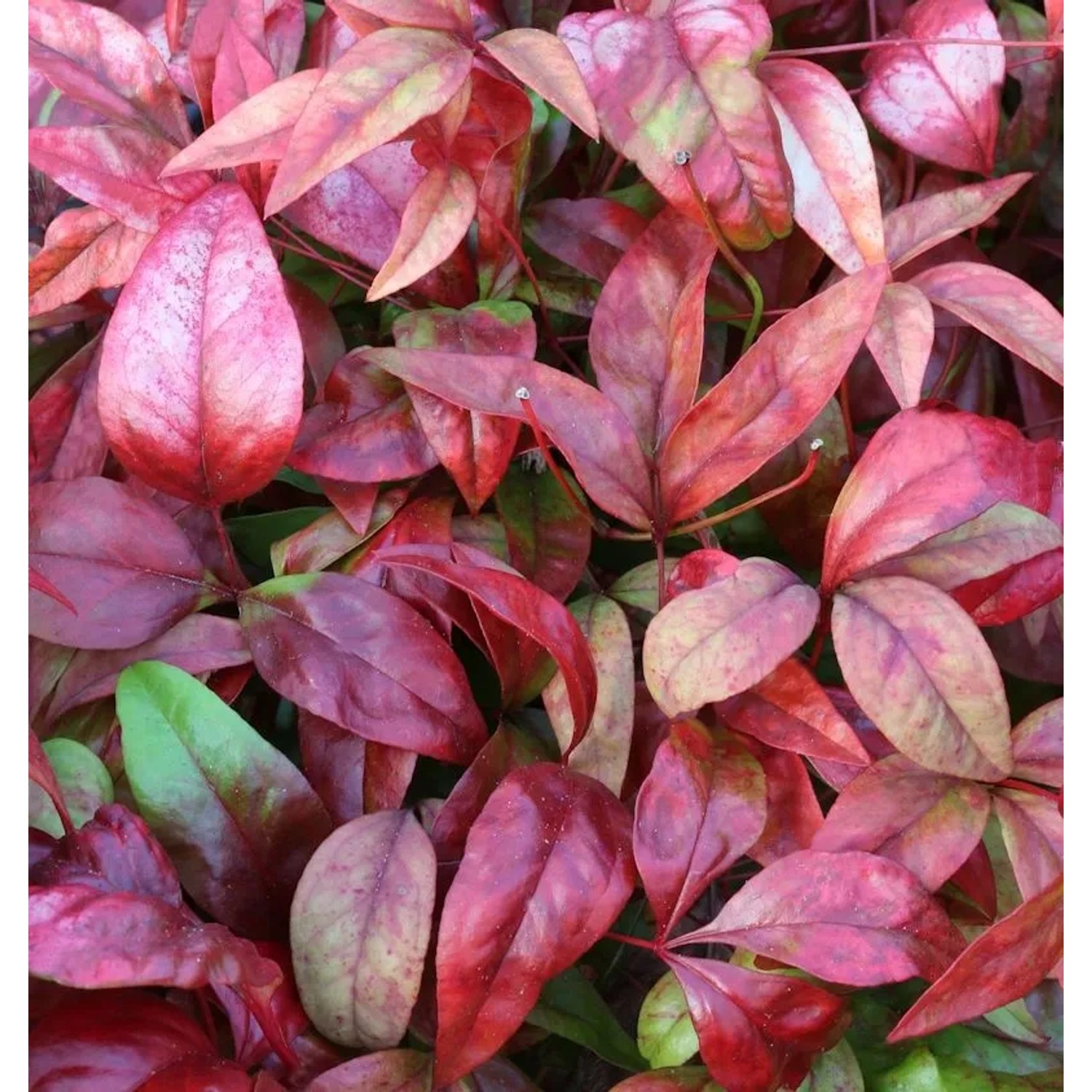 Himmelsbambus Flirt 30-40cm - Nandina domestica