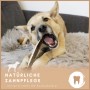 Hund kaut auf Supravit Hirschgeweih XS. Natürliche Zahnpflege & Stärkung der Kaumuskulatur.