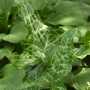 Aronstab 'Pictum', Arum italicum mit markanten, grün-weiß gemusterten Blättern.