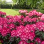 Rosaroter OBI Yaku-Rhododendron Fantastica im Garten, ca. 20-30 cm hoch.