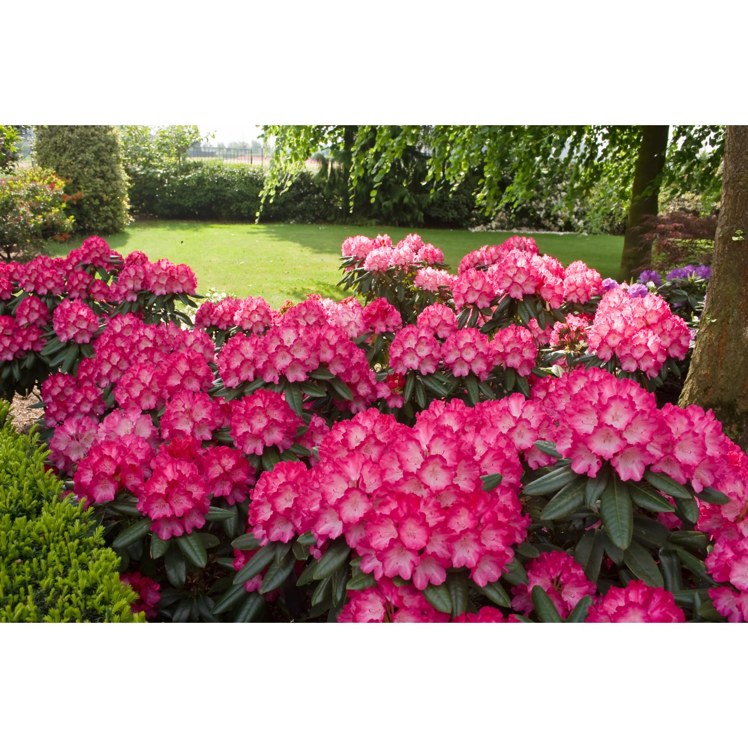 Rosaroter OBI Yaku-Rhododendron Fantastica im Garten, ca. 20-30 cm hoch.