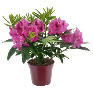 Alpenrose Eyecatcher Sundowner Pink im Topf, dunkelpinke Rhododendron-Blüten.