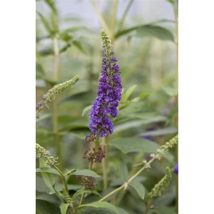 Nahaufnahme des blau-violetten Schmetterlingsstrauchs 'Empire Blue', ca. 15-20 cm hoch.