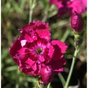 Pfingstnelke Rotkäppchen - Dianthus gratianopolitanus