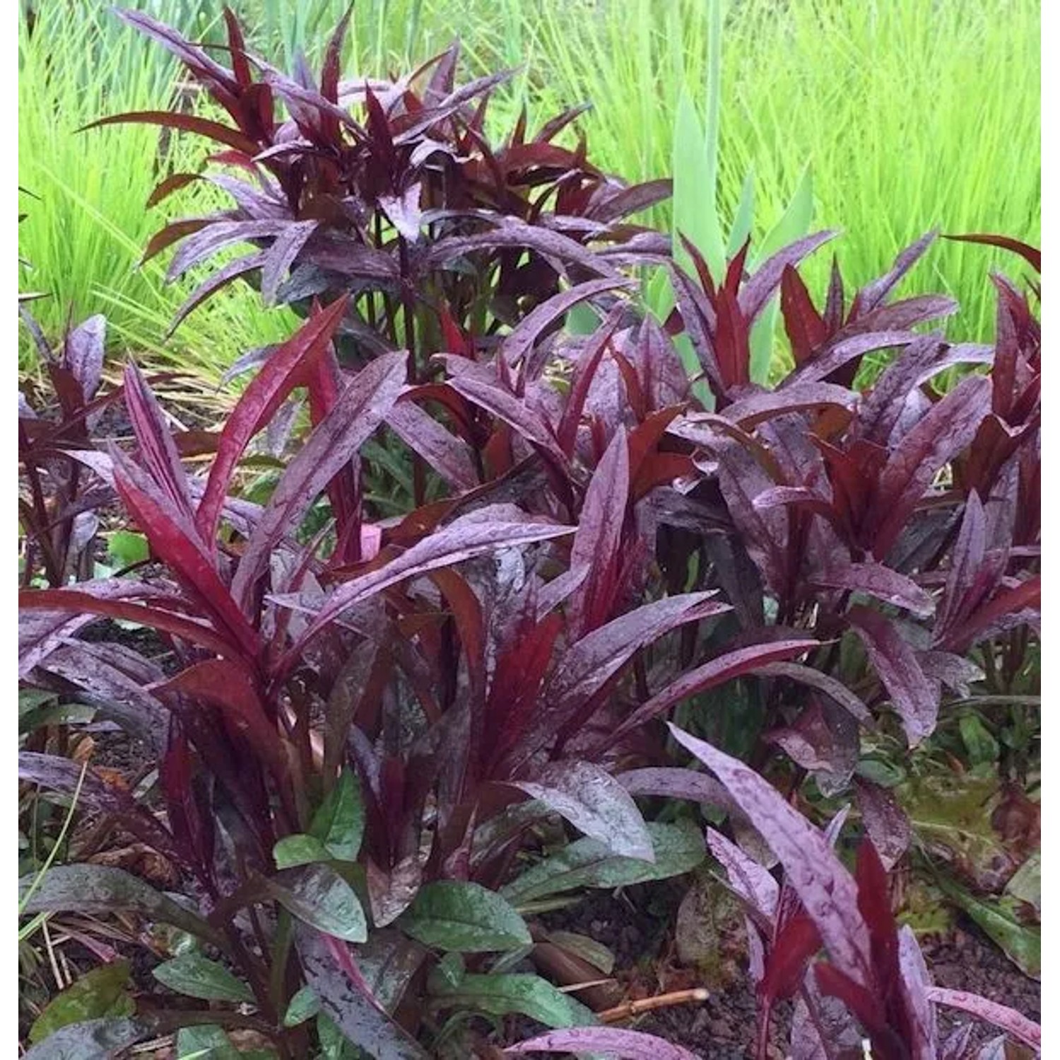 Bartfaden Huskers Red - Penstemon digitalis