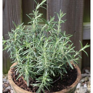 Rosmarin (Rosmarinus officinalis) im Topf, eine duftende Staude für sonnige Standorte.