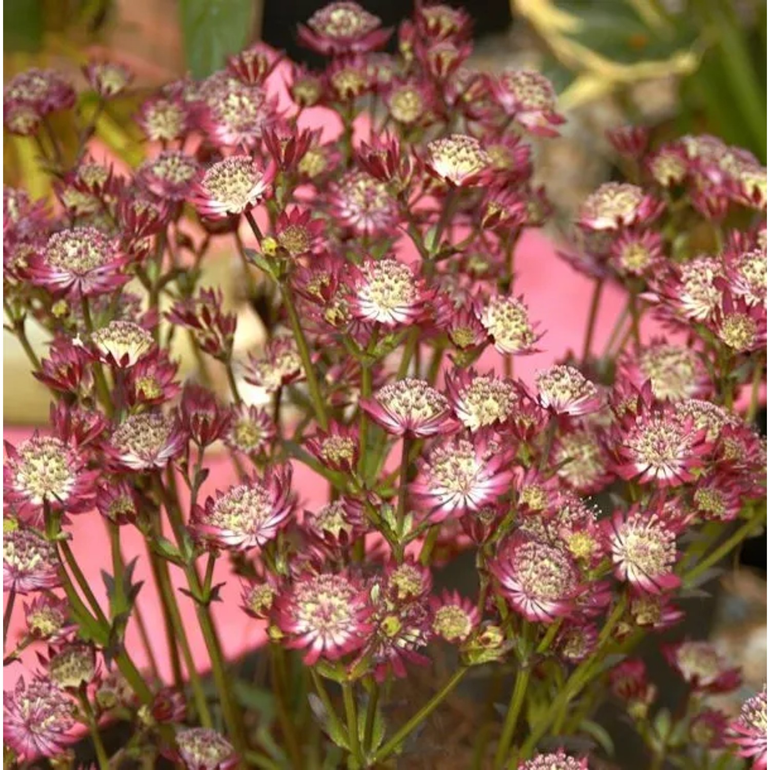 Sterndolde Claret - Astrantia major