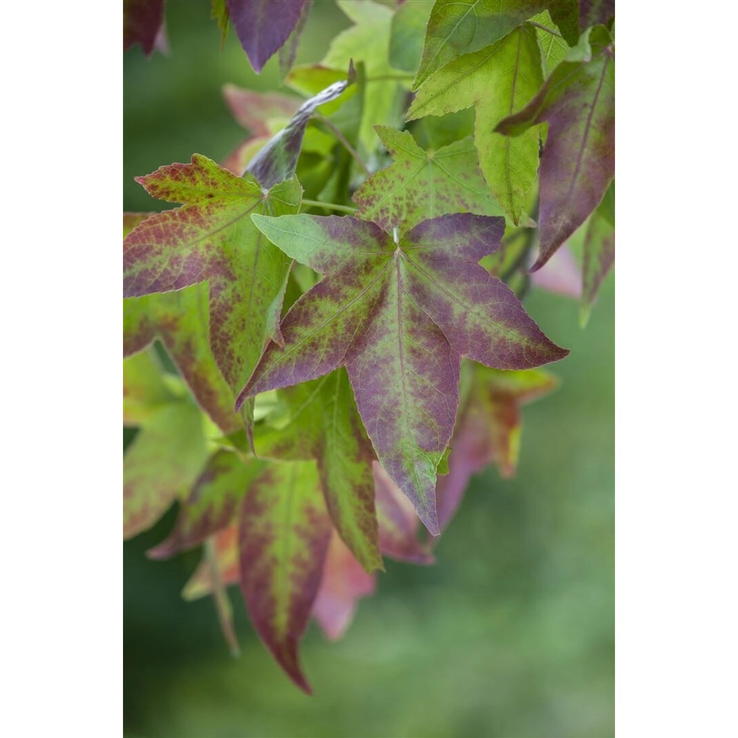 Nahaufnahme von grün-roten Blättern des Amberbaums (Liquidambar Styraciflua), Hausbaum für den Garten.