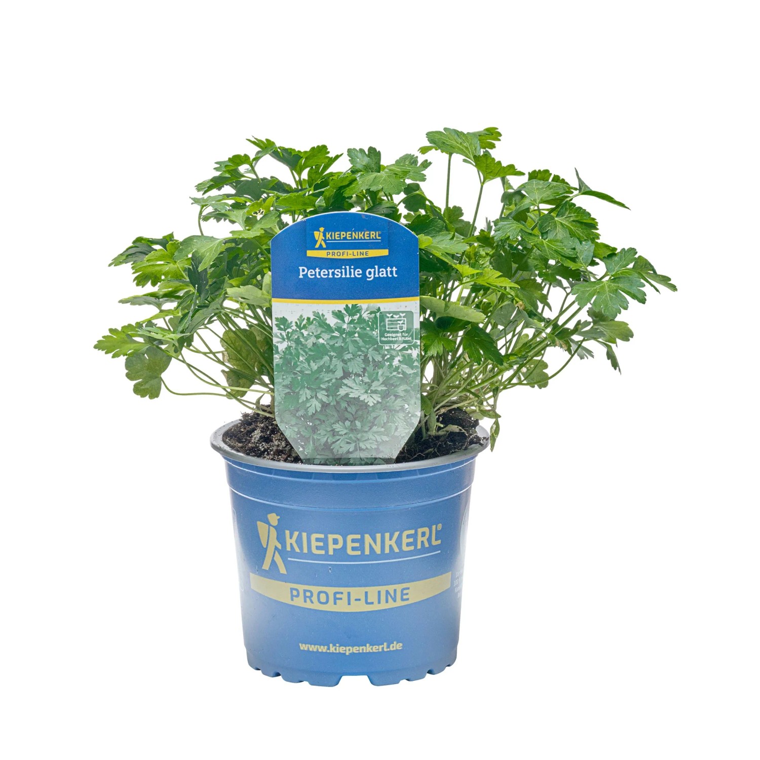 Kiepenkerl Petersilie glatt Gigante de Napoli Topf-Ø ca. 12 cm