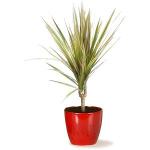 Scheurich Übertopf 920, Ø 14 cm, Energy Red: Keramik-Blumentopf in leuchtendem Rot für Zimmerpflanzen.