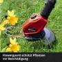 Einhell Akku-Rasentrimmer GE-CT 18 Li mit Pflanzenschutzbügel im Einsatz zwischen Narzissen.
