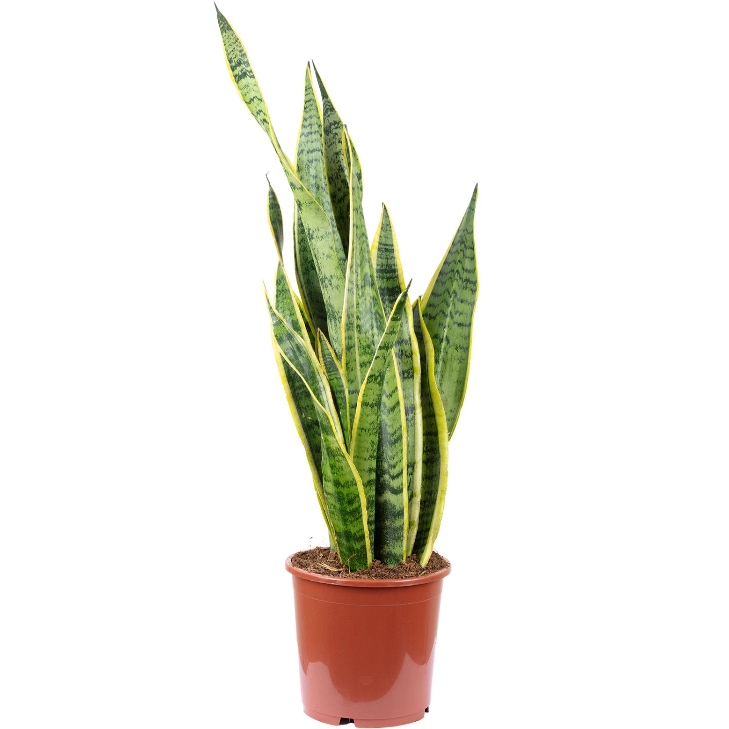 Value Greens Sansevieria Trifasciata 'Laurentii'  Robuster Bogenhanf  Luftr günstig online kaufen