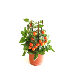 GROW by OBI Gemüsepflanze mit kleinen, orangen Tomaten im Topf.