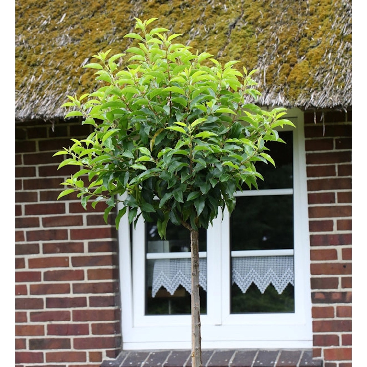 Hochstamm Portugiesische Lorbeerkirsche Angustifolia 40-60cm - Prunus lusit günstig online kaufen