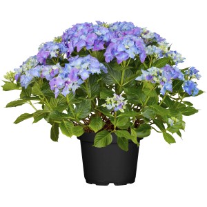 Blaue Bauernhortensie (Hydrangea) im Topf, ca. 40-50 cm hoch. Elegante Gartenpflanze mit üppigen Blüten.