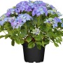 Blaue Bauernhortensie (Hydrangea) im Topf, ca. 40-50 cm hoch. Elegante Gartenpflanze mit üppigen Blüten.