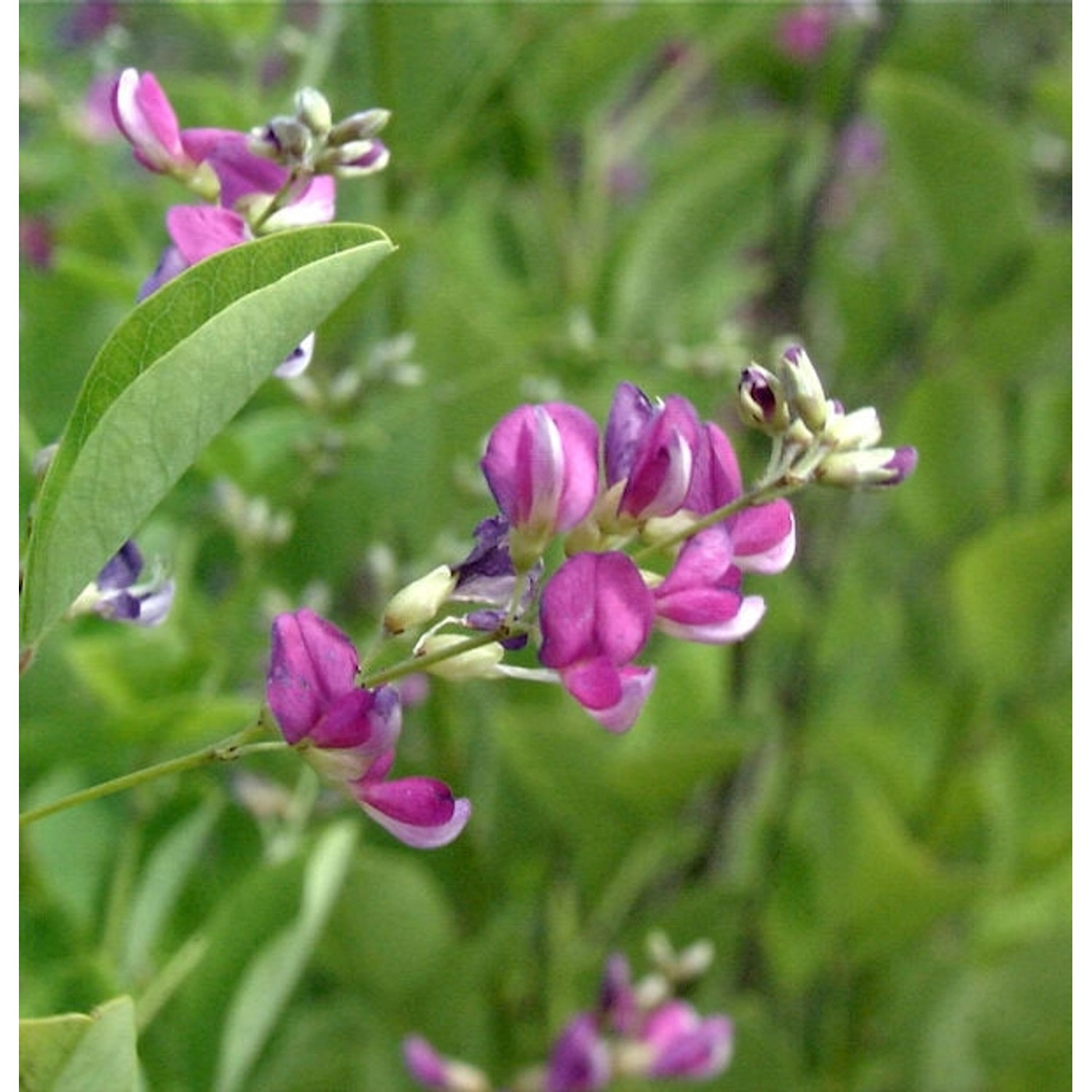 Zweifarbiger Buschklee 40-60cm - Lespedeza bicolor günstig online kaufen