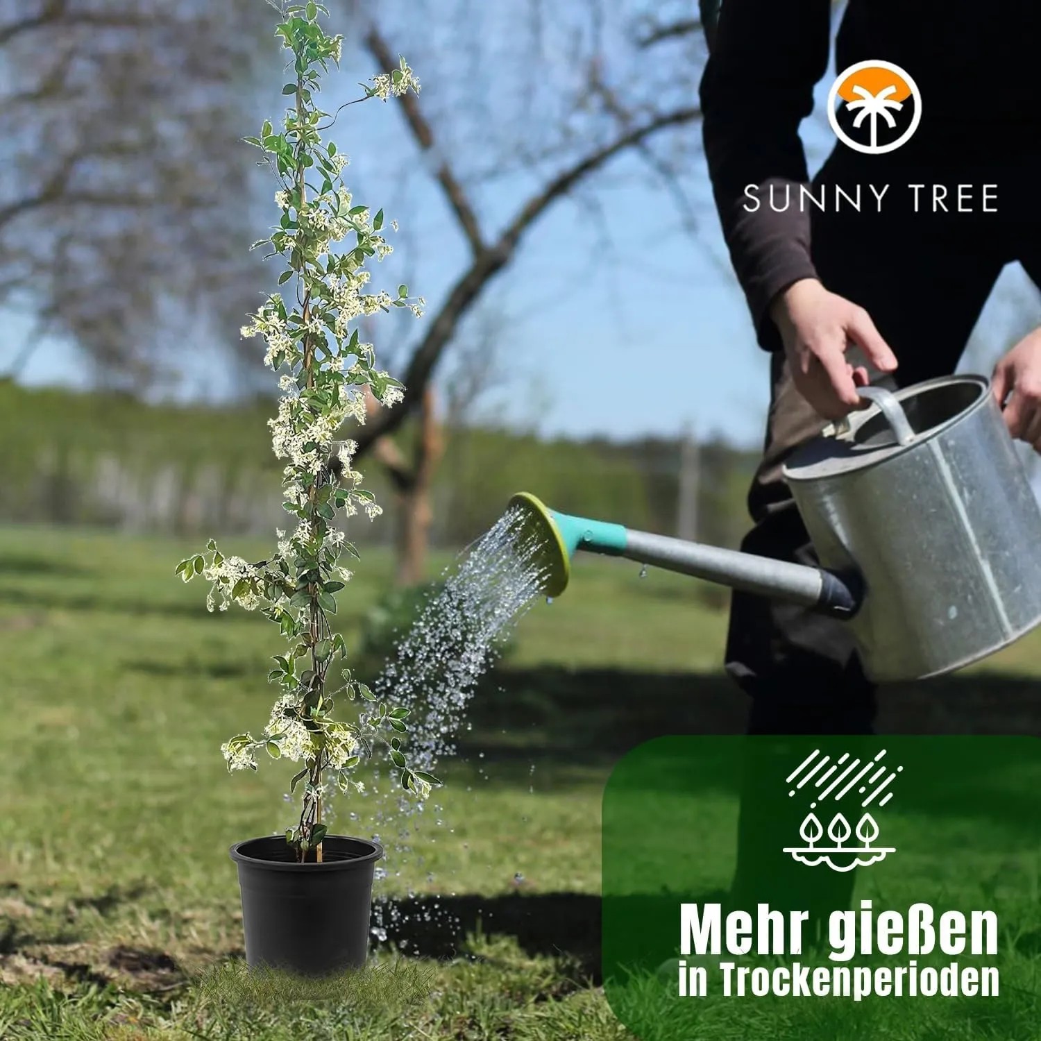 Toskanischer Jasmin (6 Stk.) wird mit Gießkanne bewässert. Kletterpflanze für Garten und Terrasse.