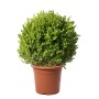 KENTIS Buxus Microphylla Faulkner H 60/70 cm Kugel Ø 45/50 cm Topf Ø 30 cm