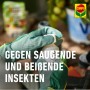 COMPO BIO Insektenfrei Neem, Anwendung mit Handschuhen gegen saugende und beißende Insekten.