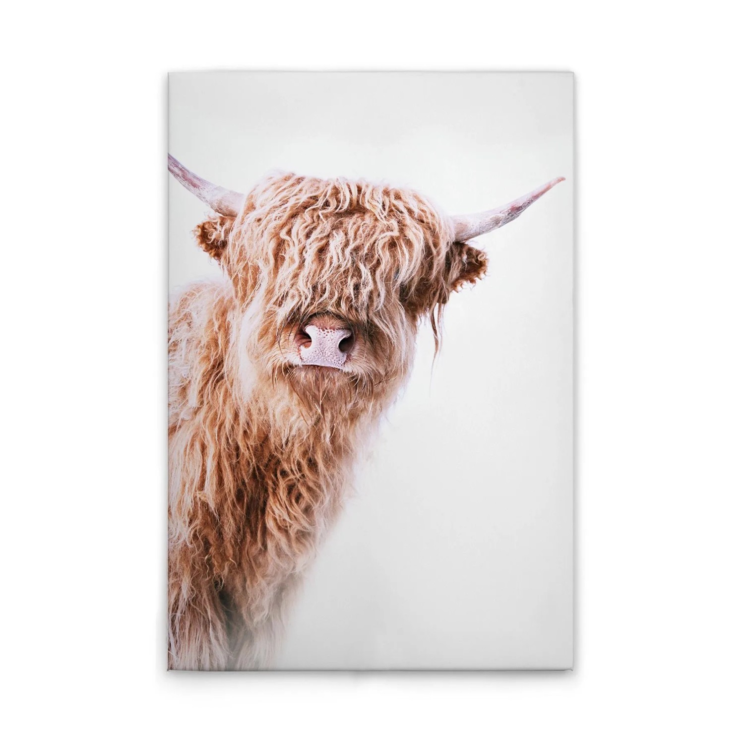 Tadessi Leinwandbild - M1-No.51136 - Tiere Kuh - 30 x 45 cm - Querformat