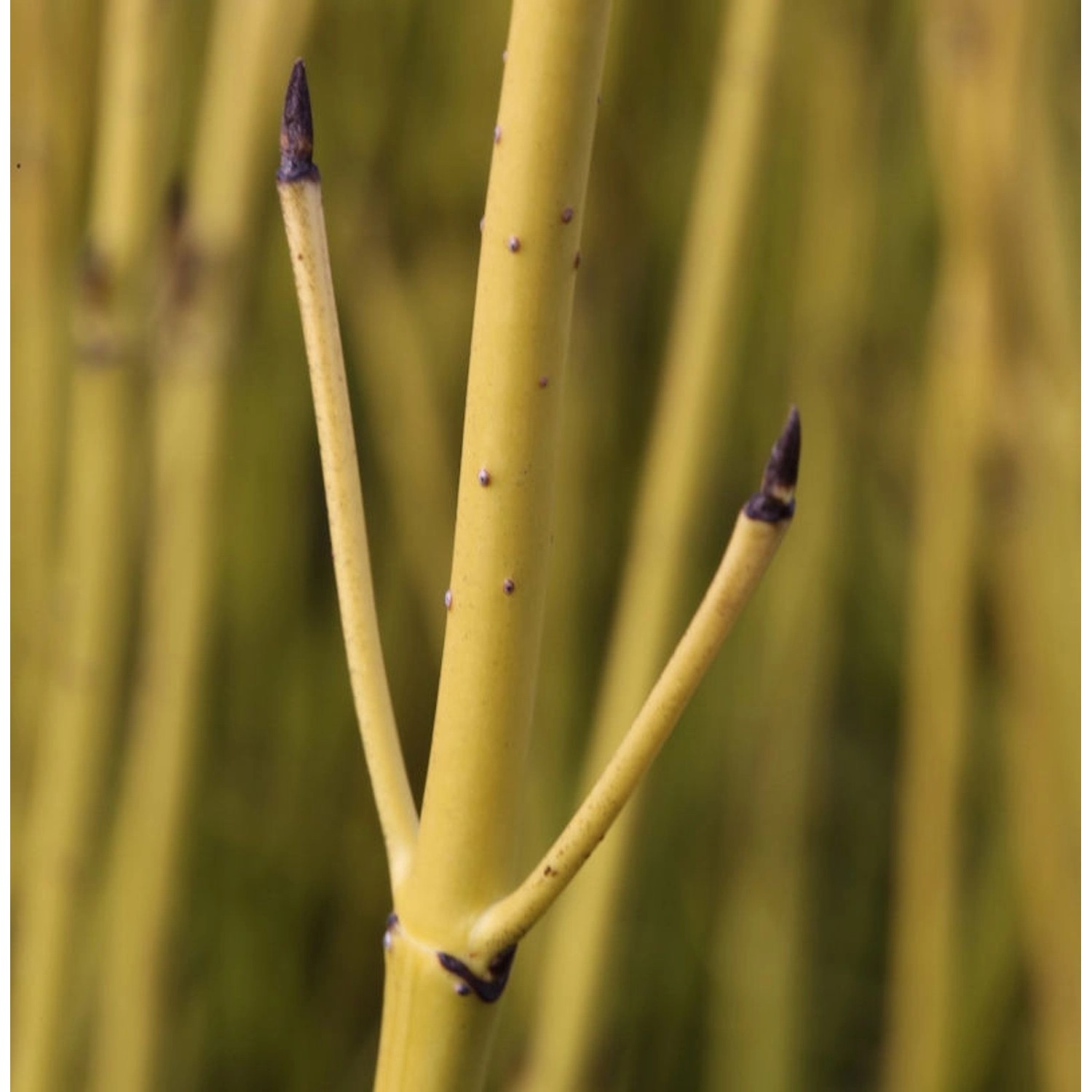 Gelber Hartriegel 100-125cm - Cornus stolonifera günstig online kaufen