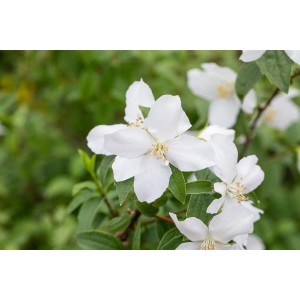 Nahaufnahme des weißen Duftjasmin 'Manteau d'Hermine' mit grünen Blättern.