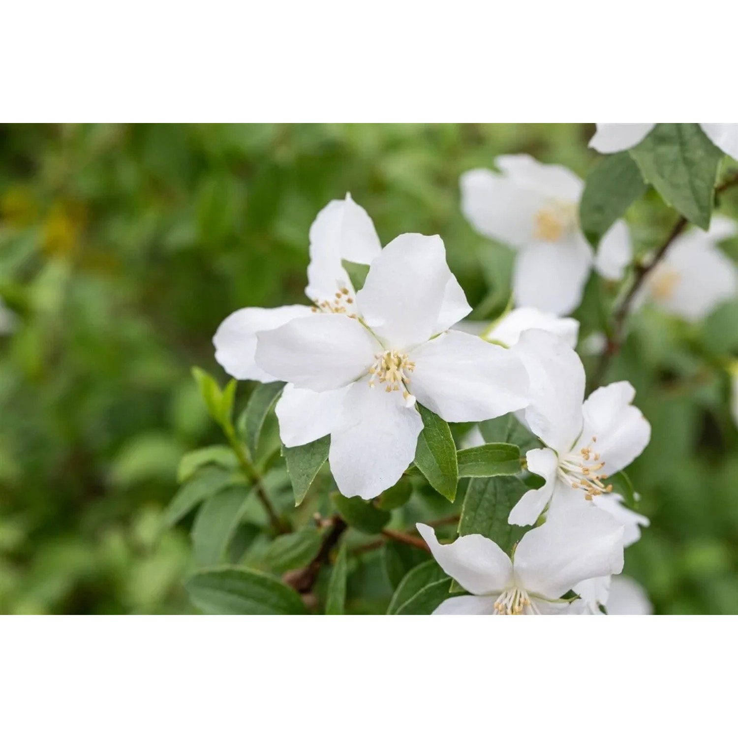Nahaufnahme des weißen Duftjasmin 'Manteau d'Hermine' mit grünen Blättern.